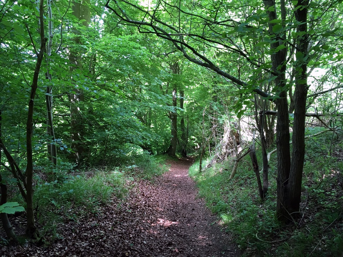 Trees surrounding the trail of the Wendover Loop Hike in Chiltern Hills, England