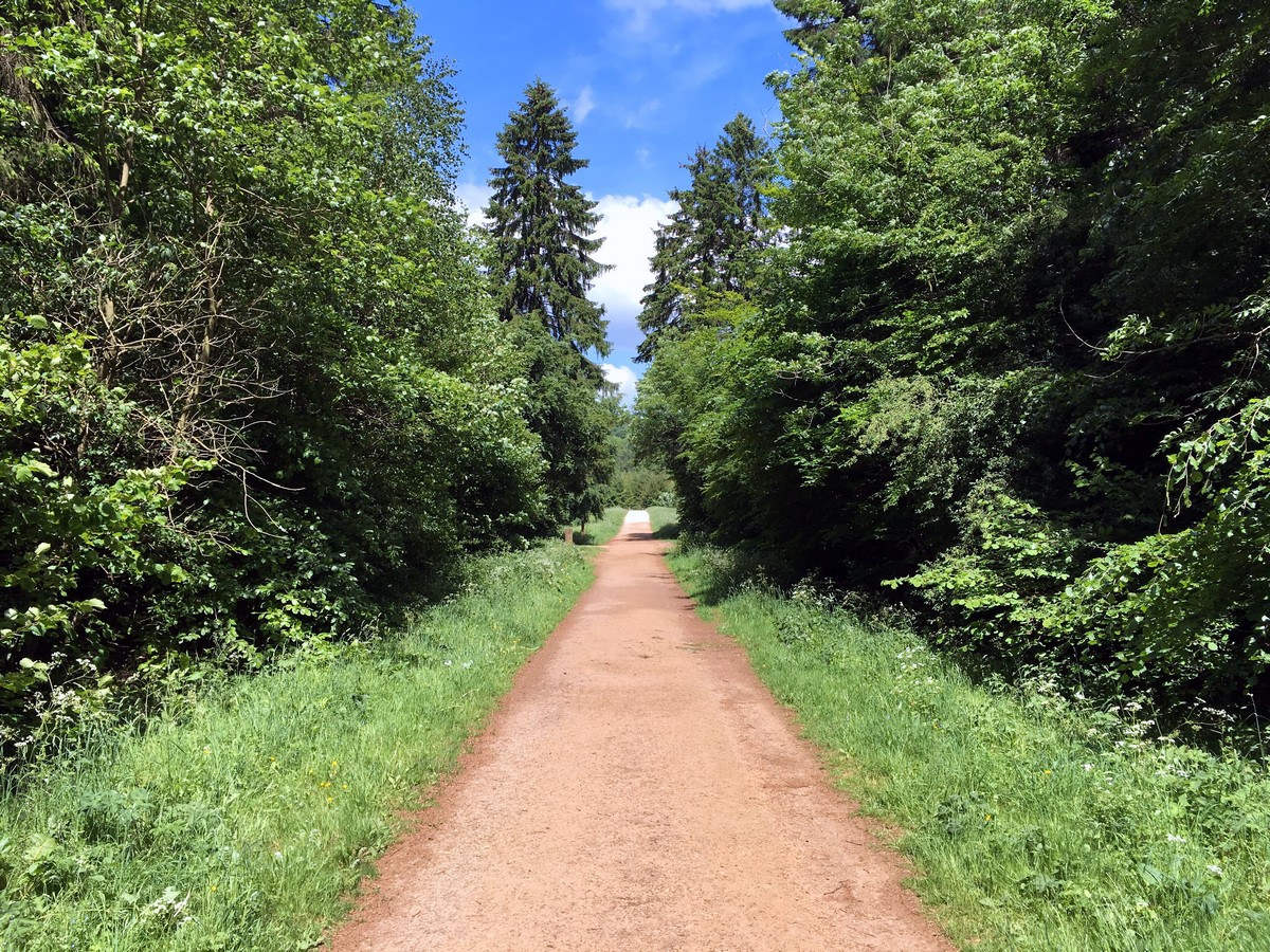 Trail into the woods on the Wendover Loop Hike in Chiltern Hills, England