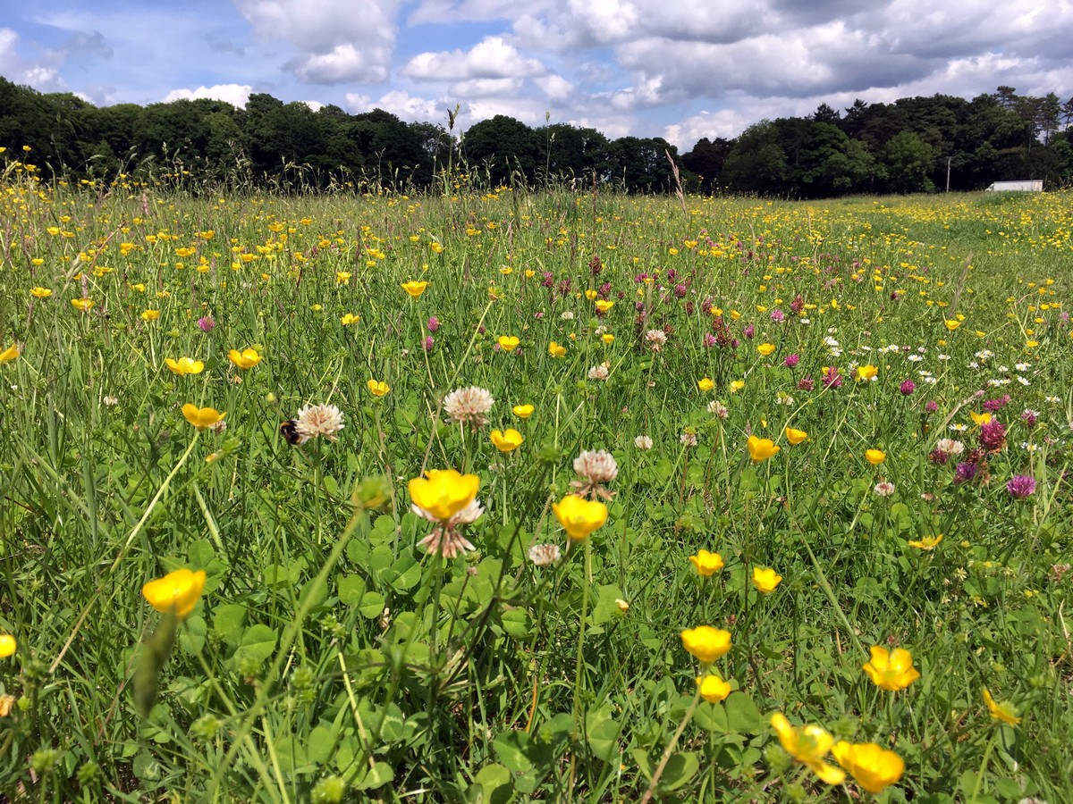 Field of wildflowers on the Wendover Loop Hike in Chiltern Hills, England