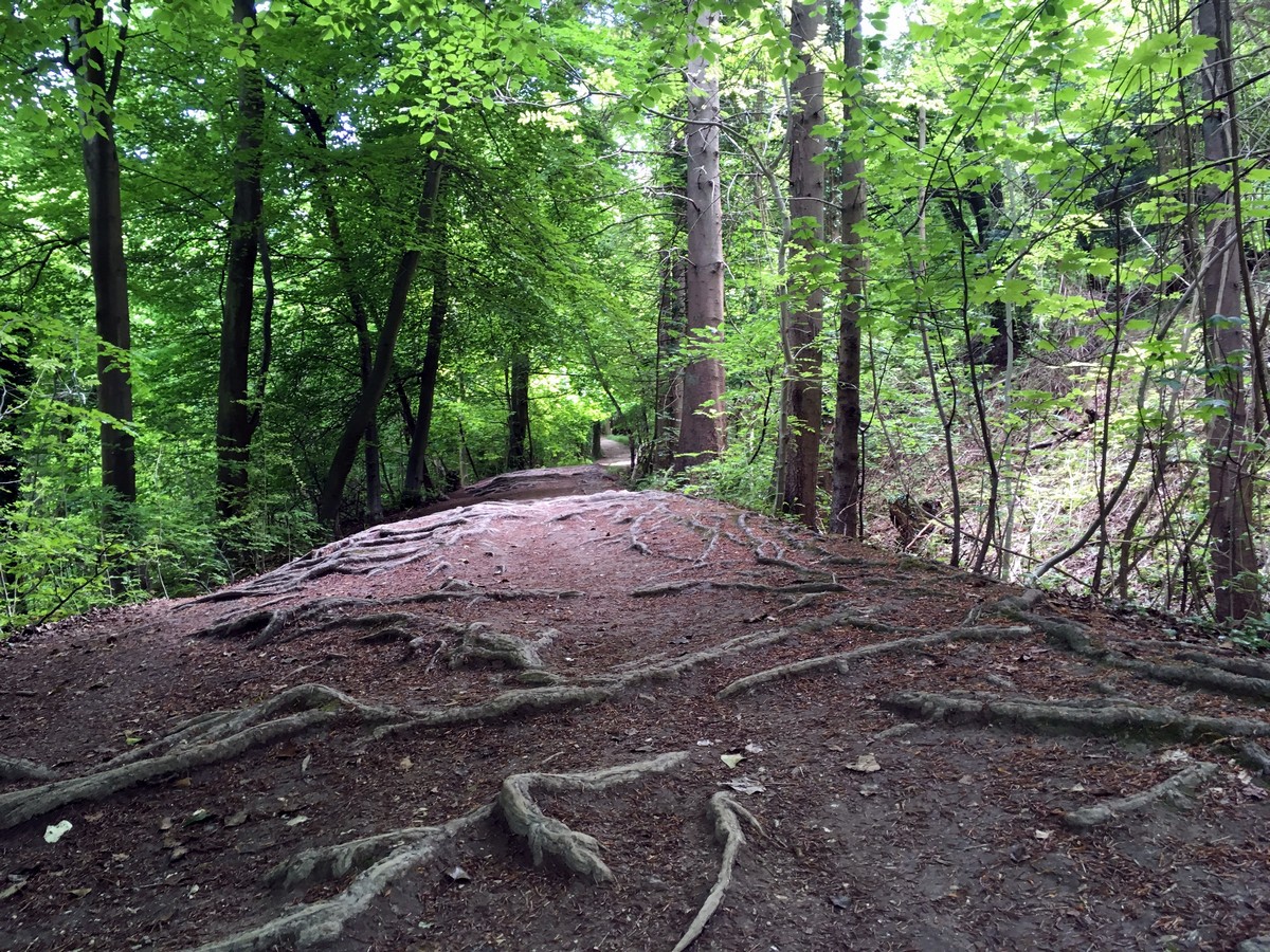 Tree roots on the trail of the Wendover Loop Hike in Chiltern Hills, England