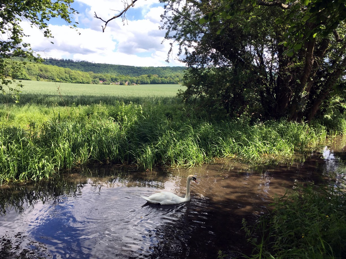 Swan on the Wendover Loop Hike in Chiltern Hills, England