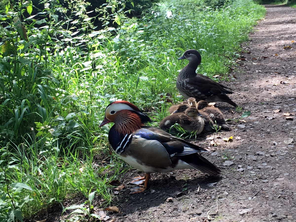 Family of mandarin ducks on the Wendover Loop Hike in Chiltern Hills, England