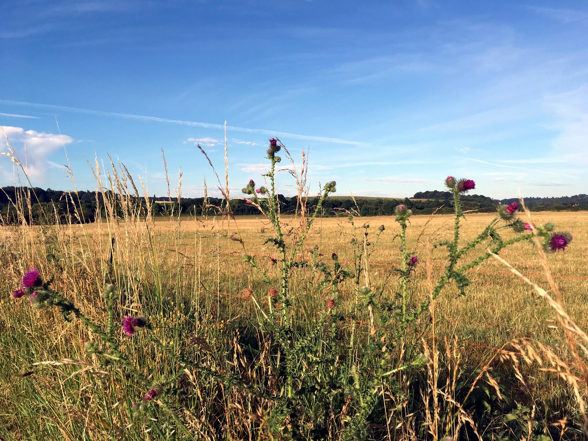 Thistles at the edge of the fields on the Hambledon Lock Hike in Chiltern Hills, England