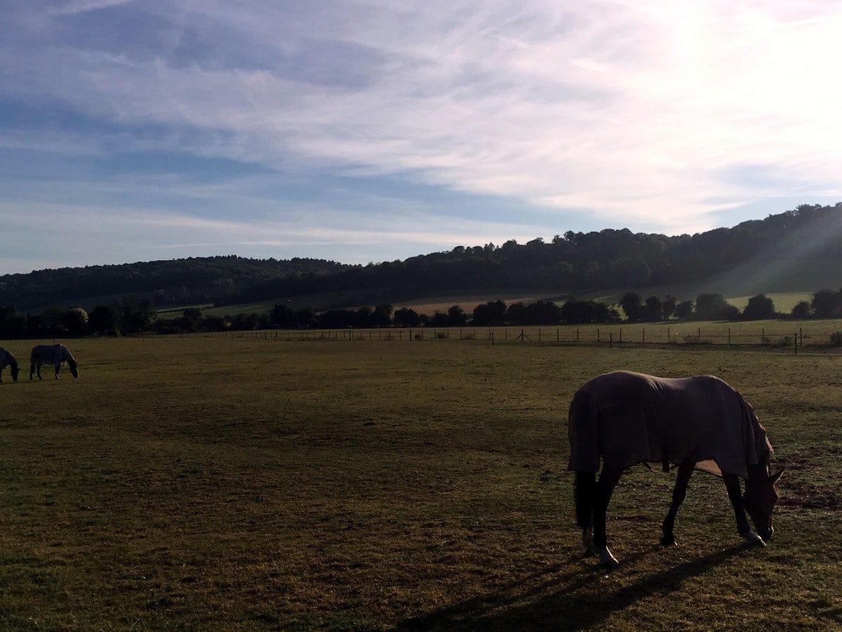 Horse in the field along the Hambledon Lock Hike in Chiltern Hills, England