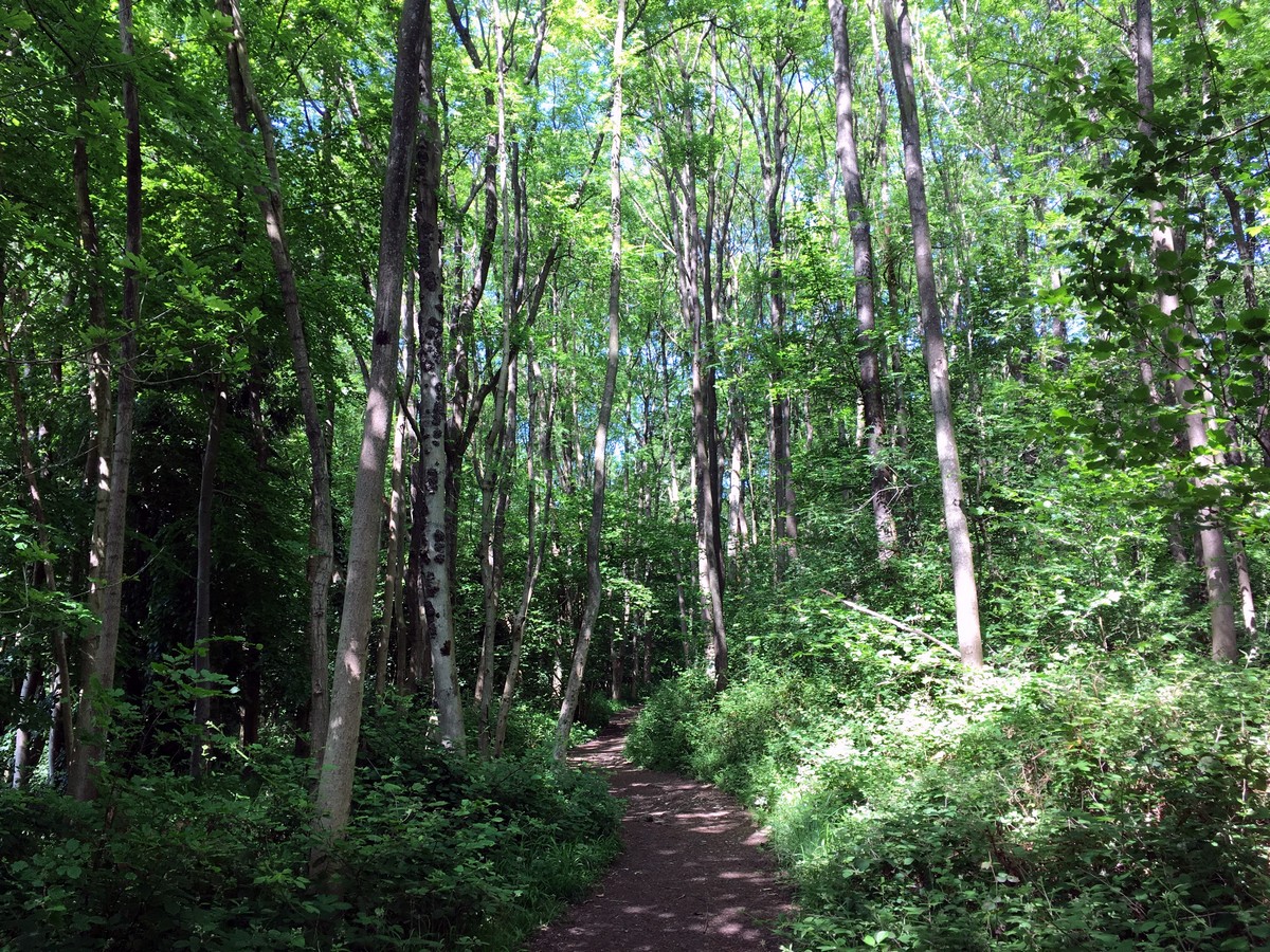 Cowleaze Wood on the Aston Rowant Hike in Chiltern Hills, England