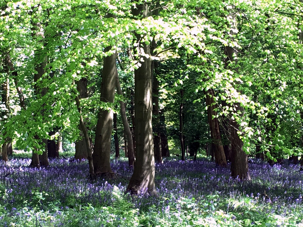 Bluebells in spring on the Aston Rowant Hike in Chiltern Hills, England