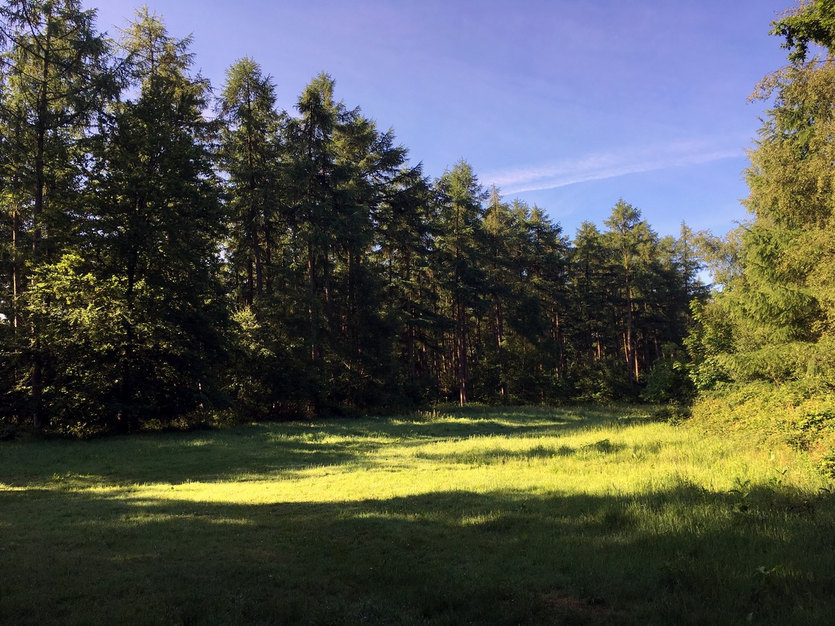 Near Cowleaze Wood on the Aston Rowant Hike in Chiltern Hills, England