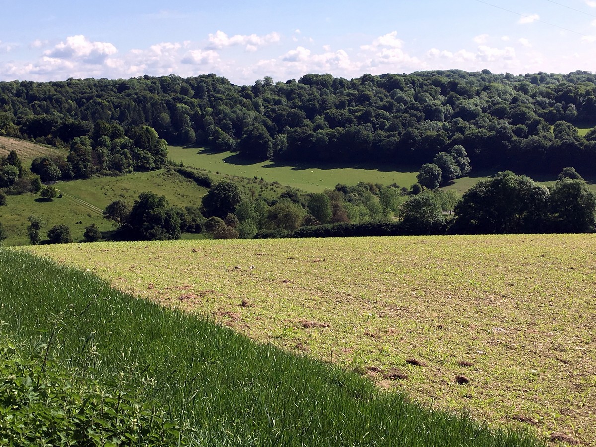 View towards Lydalls Wood from the Aston Rowant Hike in Chiltern Hills, England