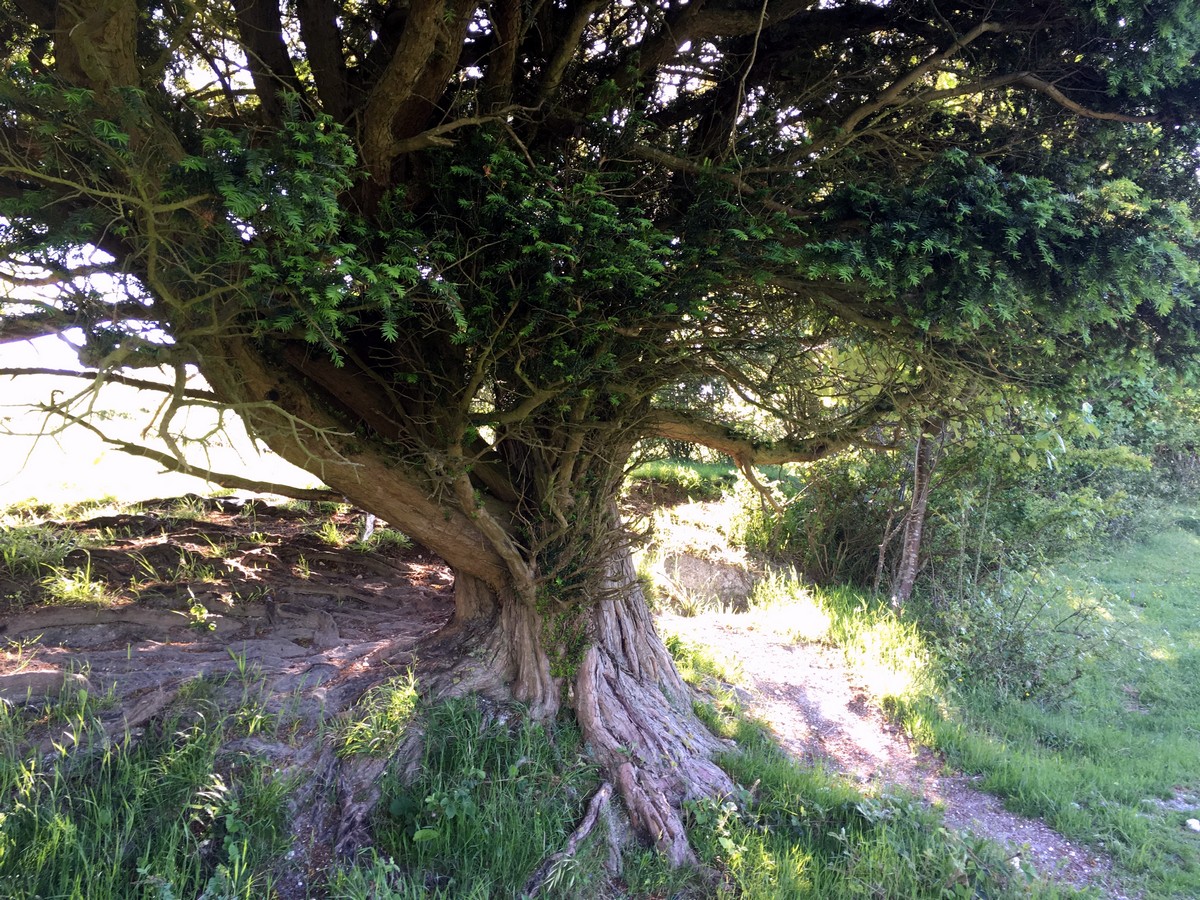 Ancient tree on the Aston Rowant Hike in Chiltern Hills, England