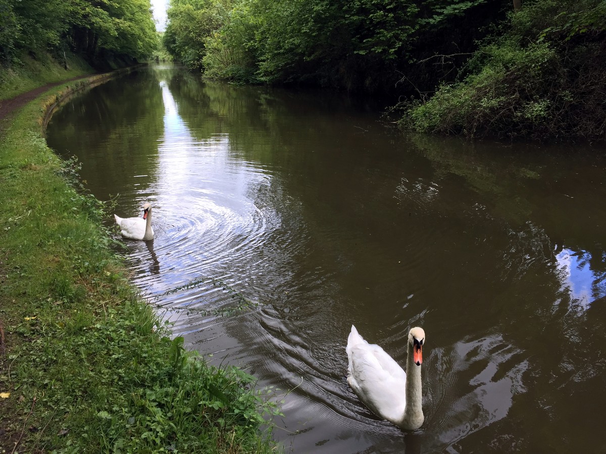 Swans swimming along the Grand Union Canal – Tring to Berkhamsted Hike in Chiltern Hills, England