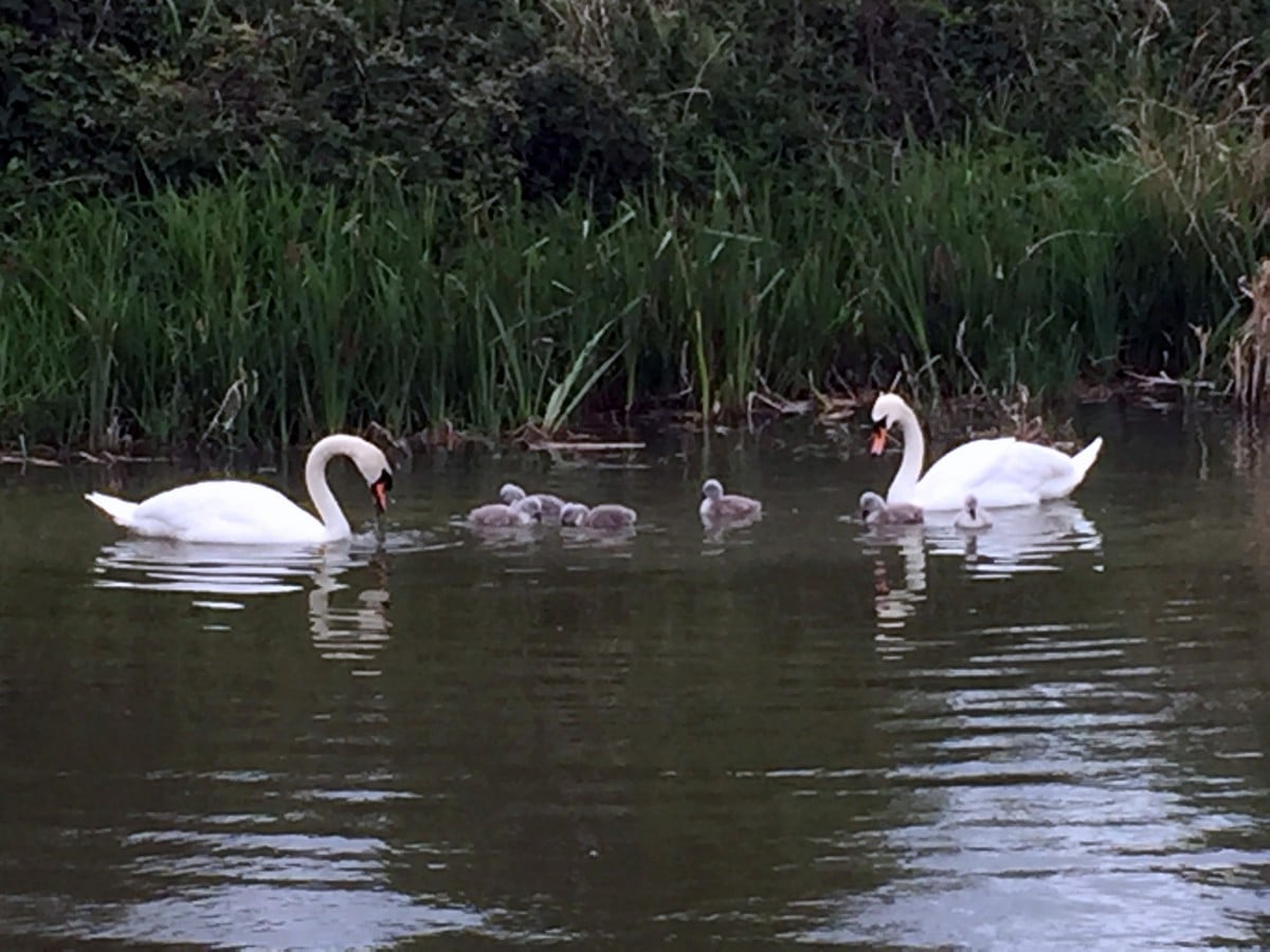 Swans with cygnets on the Grand Union Canal – Tring to Berkhamsted Hike in Chiltern Hills, England