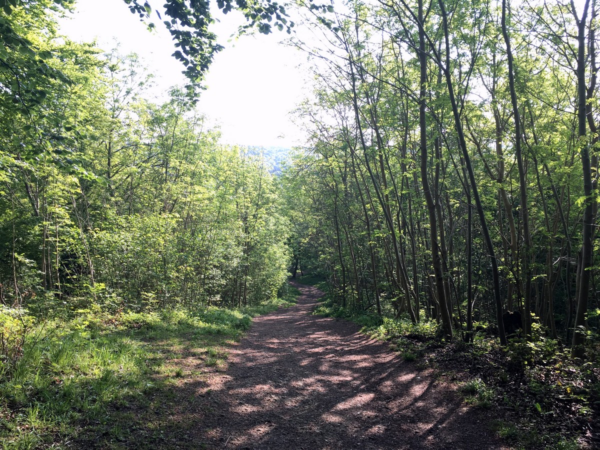 Trail into the woods on the Brush Hill & White Leaf Nature Reserve Hike in Chiltern Hills, England