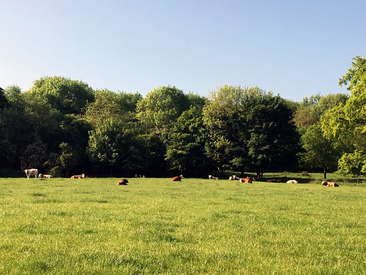 Cows in a field on the Brush Hill & White Leaf Nature Reserve Hike in Chiltern Hills, England