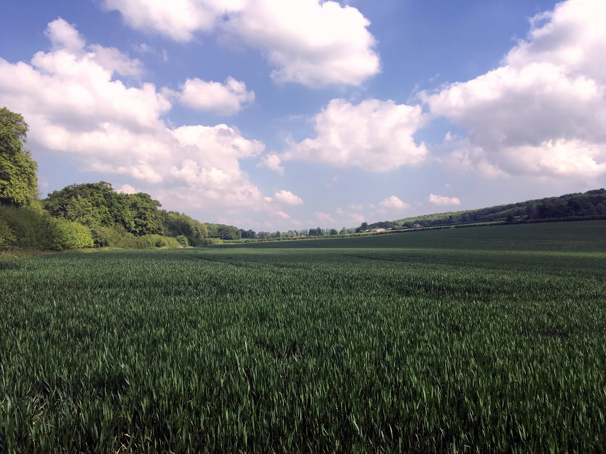 Crop fields near dirty wood farm on the Brush Hill & White Leaf Nature Reserve Hike in Chiltern Hills, England