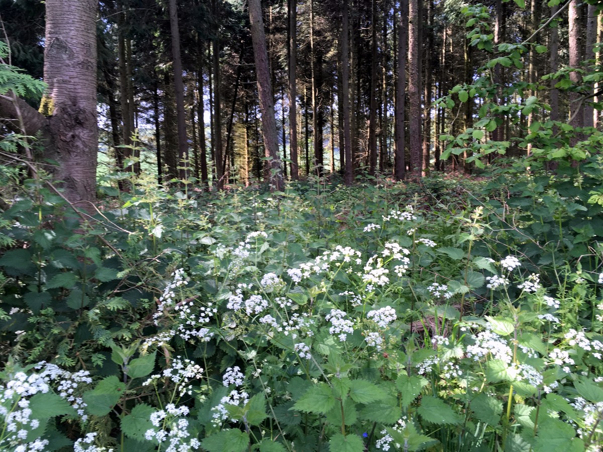 Wildflowers on the Brush Hill & White Leaf Nature Reserve Hike in Chiltern Hills, England