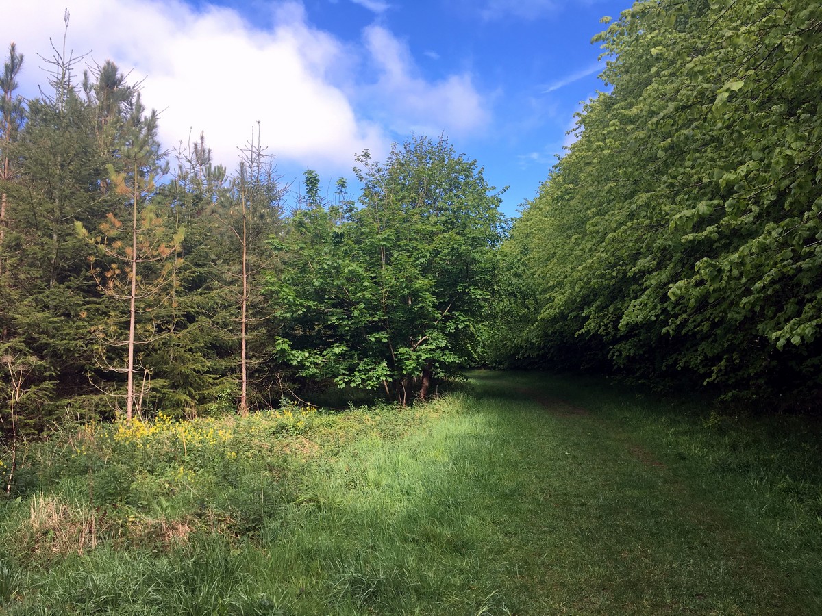 View across the common of the Firecrest Loop – Wendover Hike in Chiltern Hills, England