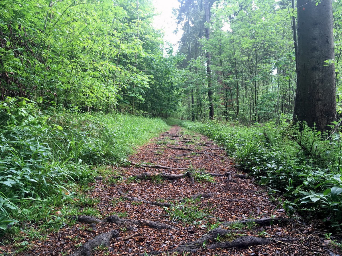 Roots on the Firecrest Loop – Wendover Hike in Chiltern Hills, England