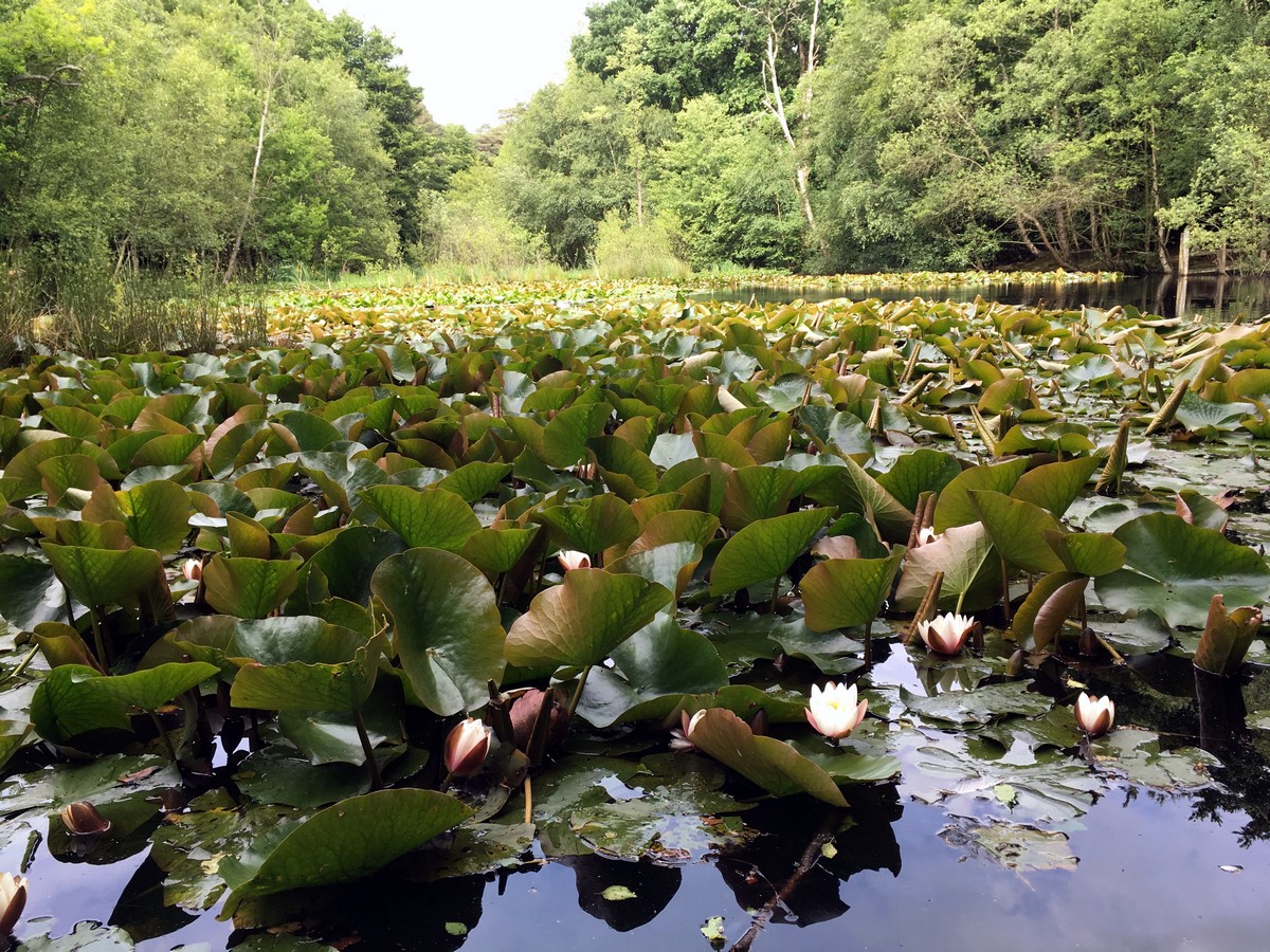 Middle pond on the Burnham Beeches Loop Trail Hike in Chiltern Hills, England