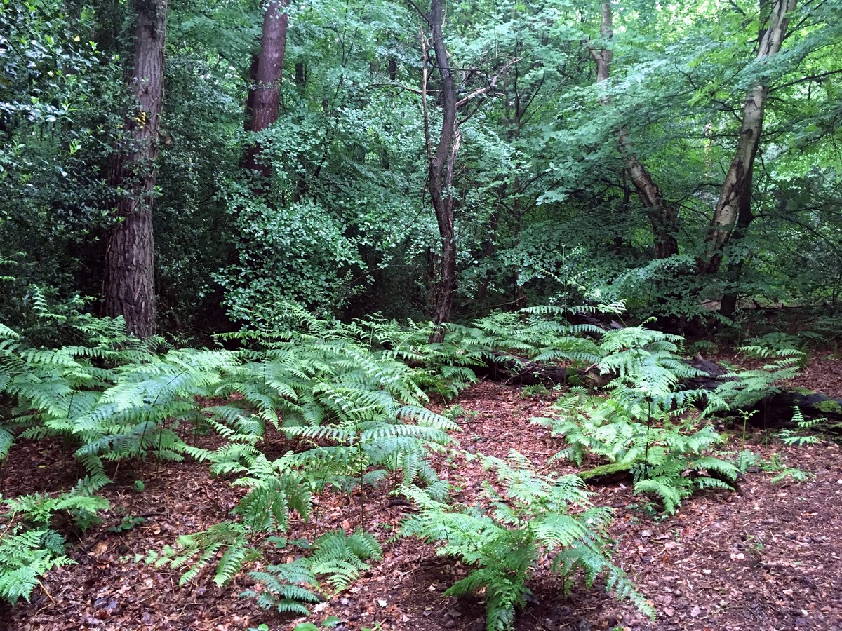 Trail through the ferns on the Burnham Beeches Loop Trail Hike in Chiltern Hills, England