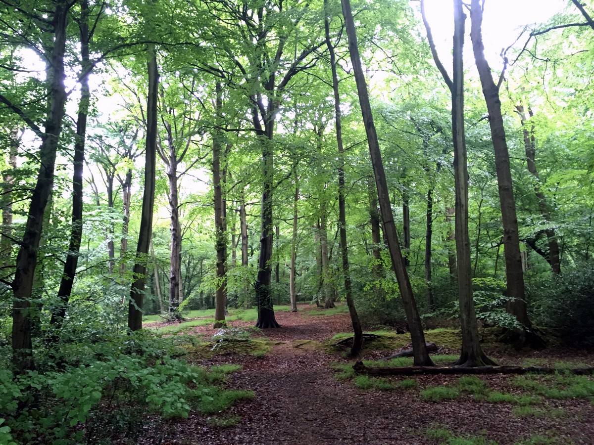 Trail through the beech trees on the Burnham Beeches Loop Trail Hike in Chiltern Hills, England