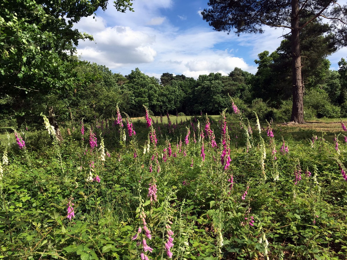 Wild Foxgloves on the Burnham Beeches Loop Trail Hike in Chiltern Hills, England