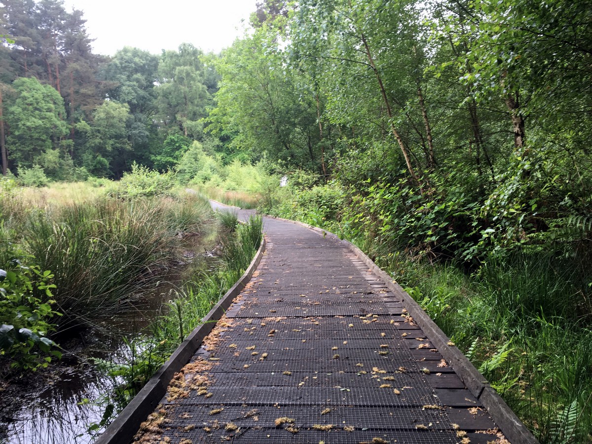 Walking the boardwalk of the Burnham Beeches Loop Trail Hike in Chiltern Hills, England