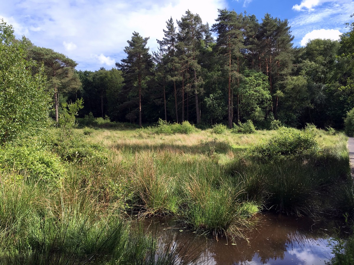 View from the boardwalk on the Burnham Beeches Loop Trail Hike in Chiltern Hills, England