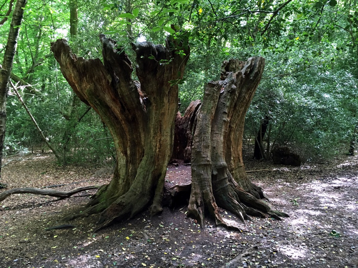 Ancient oak tree on the Burnham Beeches Loop Trail Hike in Chiltern Hills, England