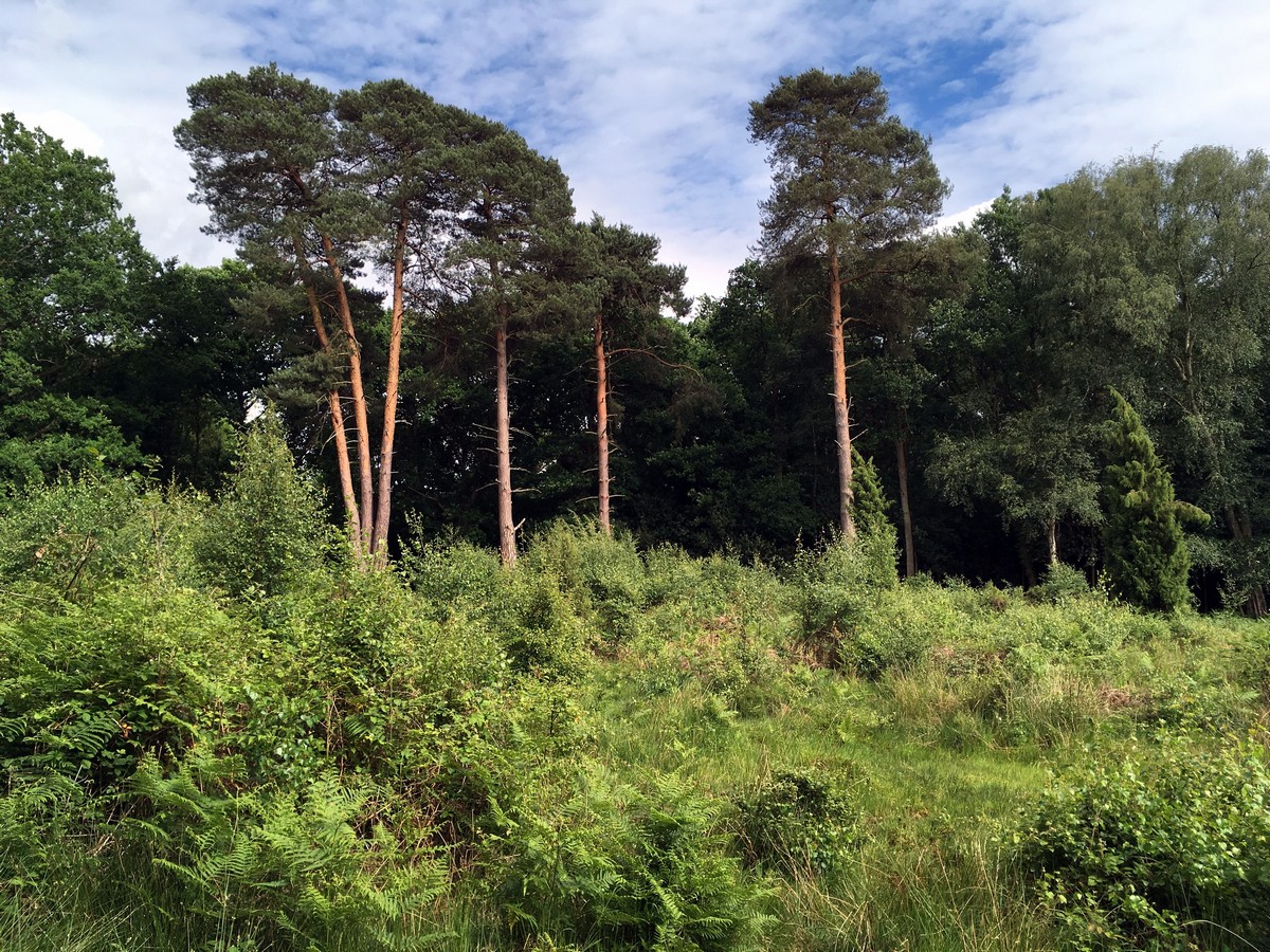 Views of the Burnham Beeches Loop Trail Hike in Chiltern Hills, England