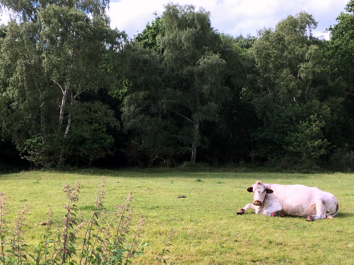 Cow along the Burnham Beeches Loop Trail Hike in Chiltern Hills, England