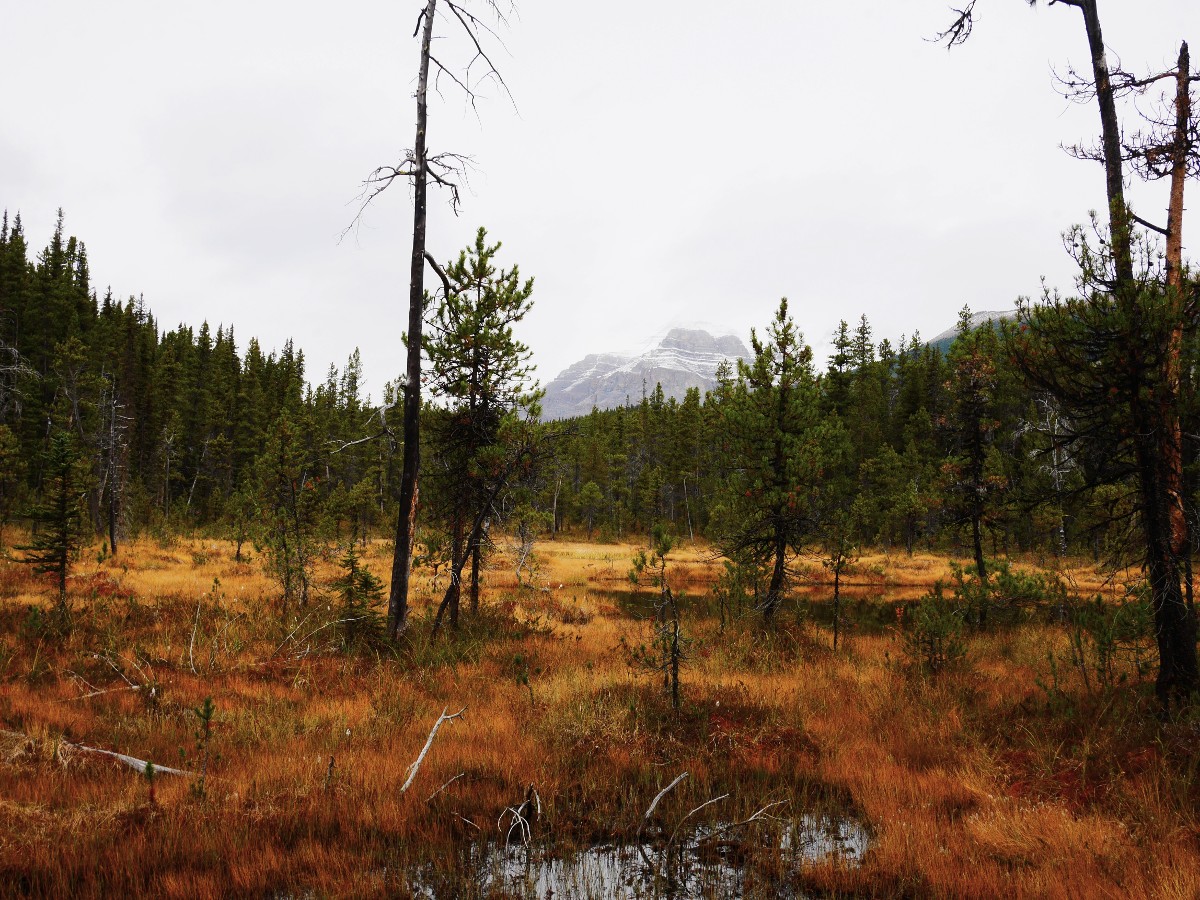 Meadow on the trail with Mt Wilson in the background on the Cirque & Chephren Lakes Hike from the Icefields Parkway near Banff National Park