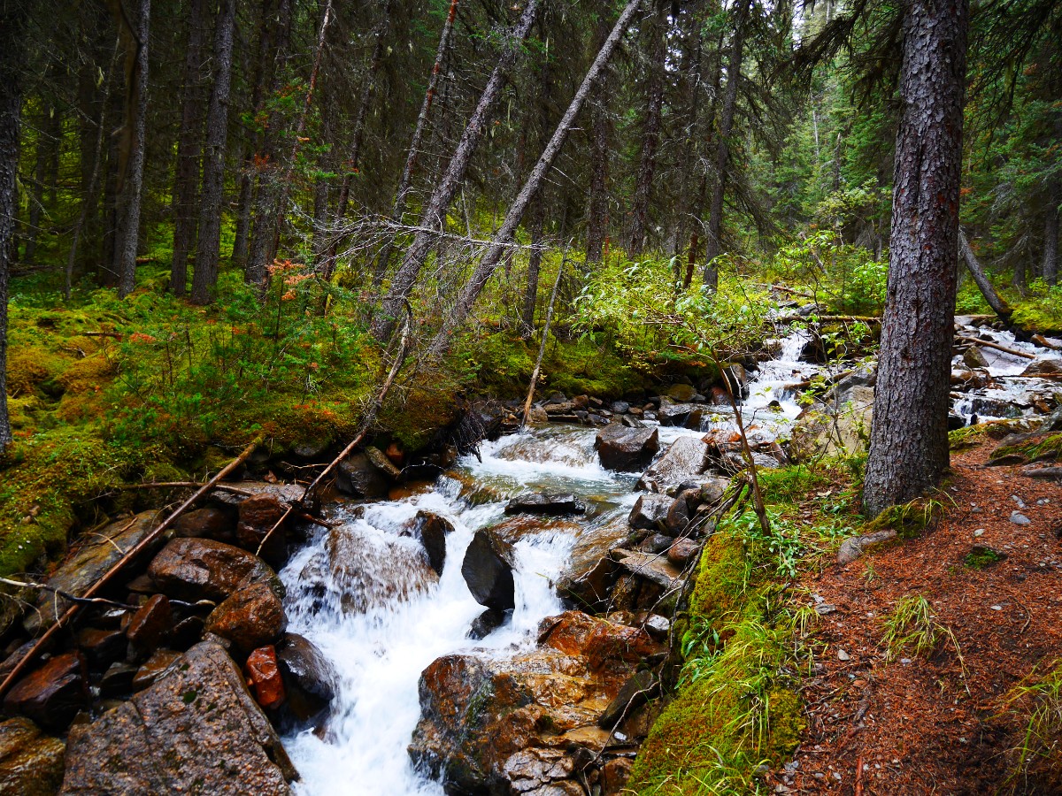 Creek on the Cirque & Chephren Lakes Hike from the Icefields Parkway near Banff National Park