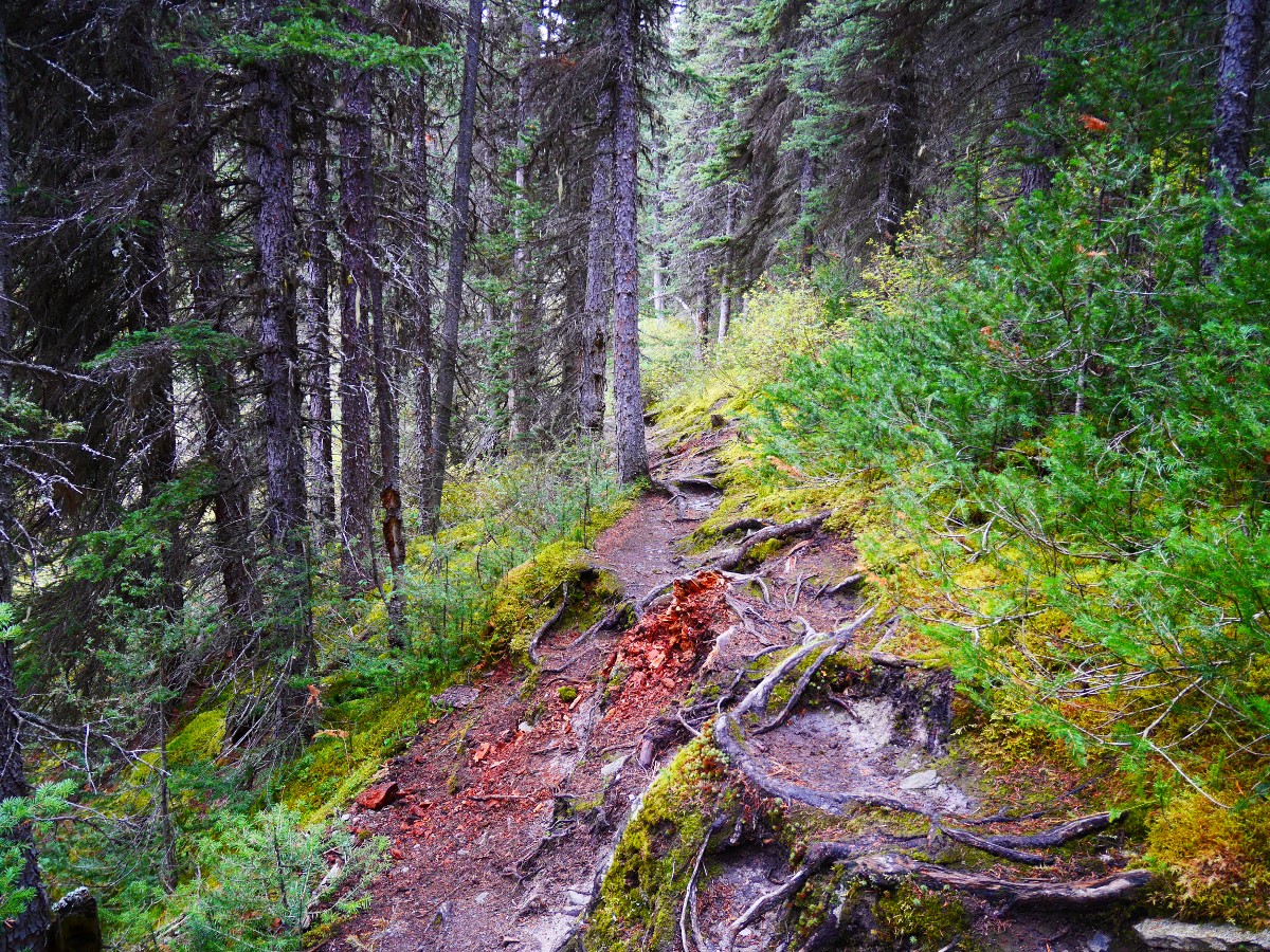 Rough part of the trail on the Cirque & Chephren Lakes Hike from the Icefields Parkway near Banff National Park