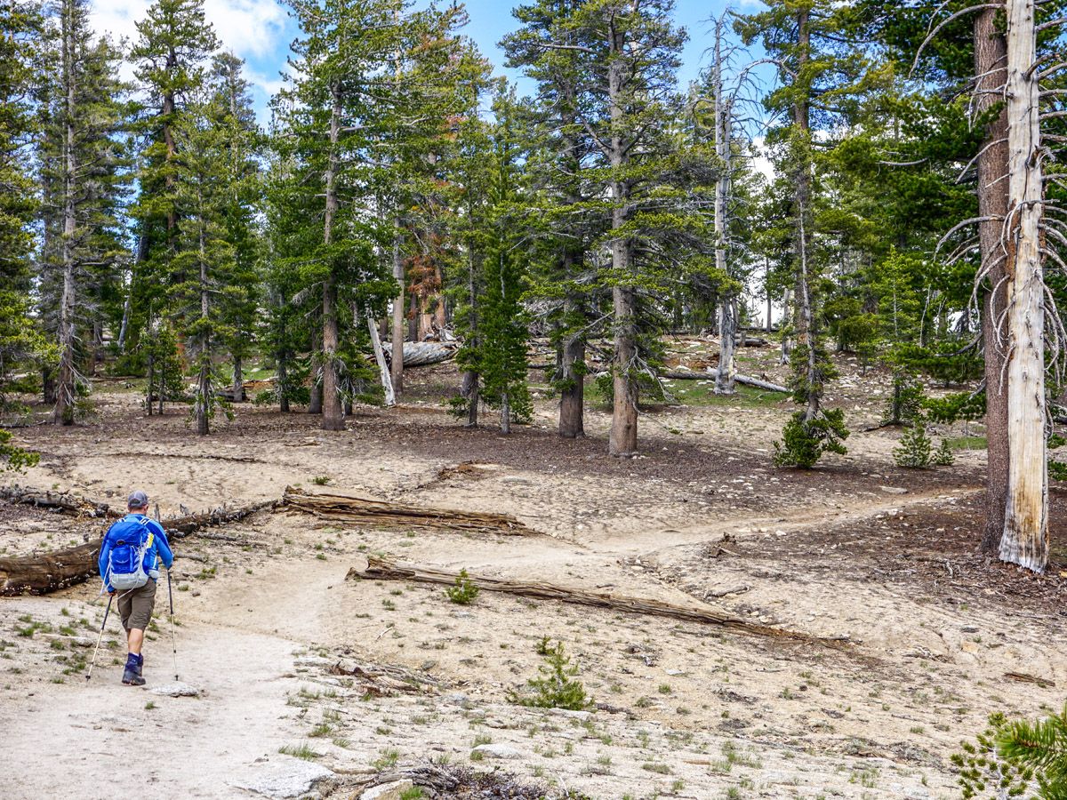 Trail to the woods on the Clouds Rest Hike in Yosemite National Park