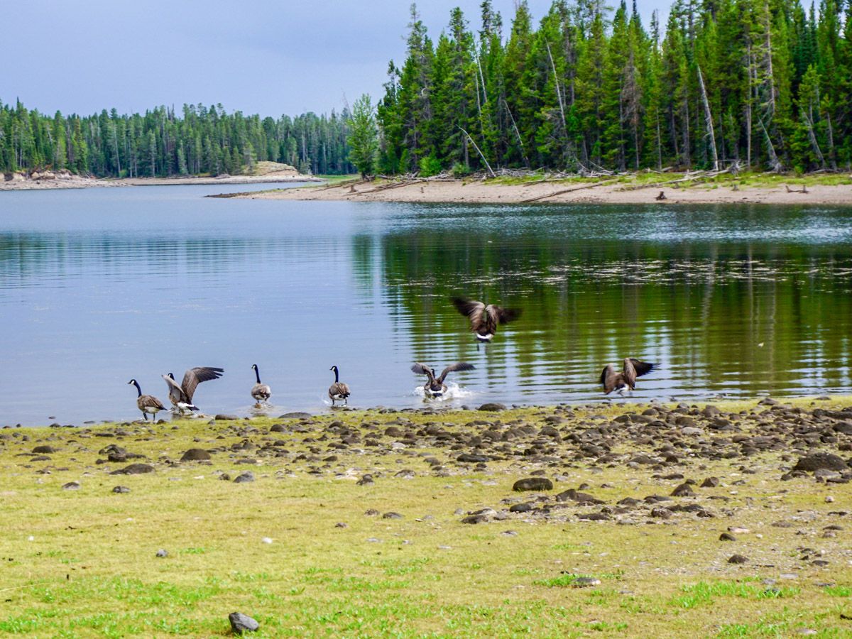 Colter Bay Hike in Grand Teton National Park has great scenery