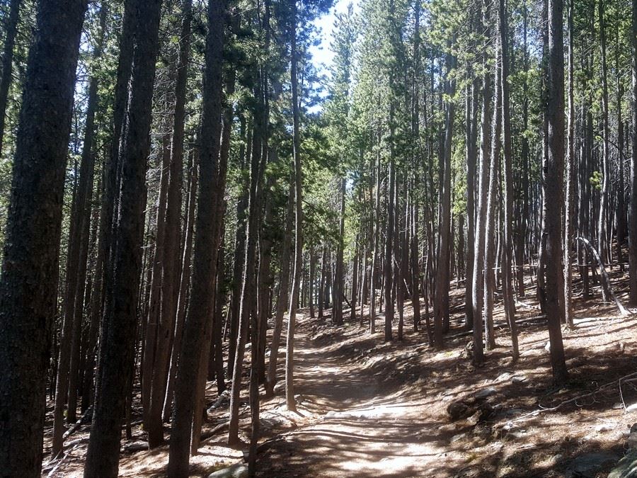 Trail through the forest on the Elk Meadow Park Hike near Denver, Colorado