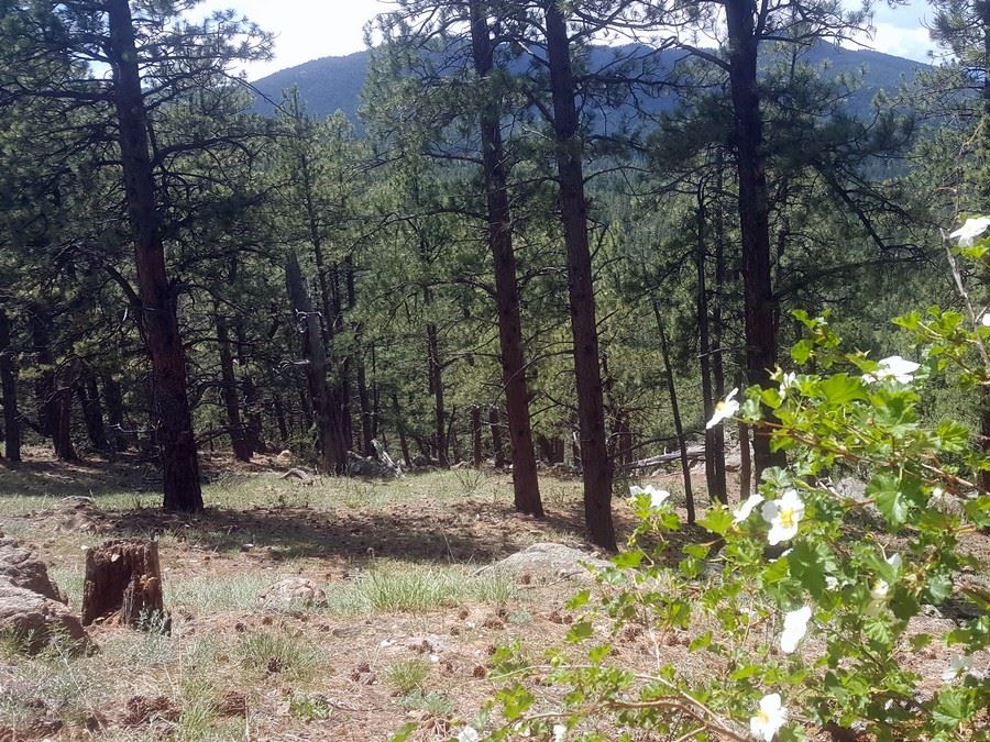 Panoramic point of the Lair o' the Bear Park Hike near Denver, Colorado