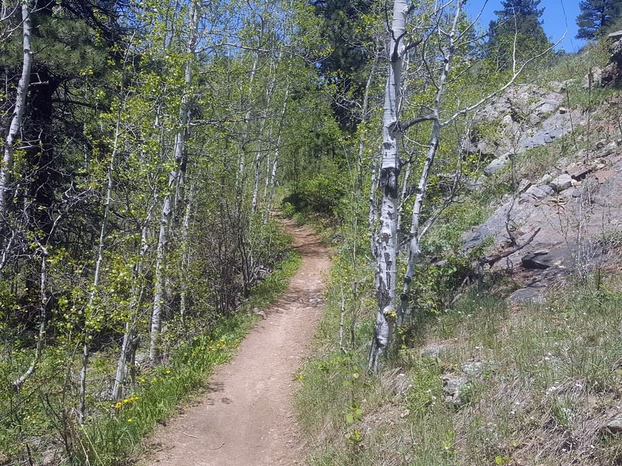 Aspen trees along the Enchanted Forest Trail Hike near Denver, Colorado