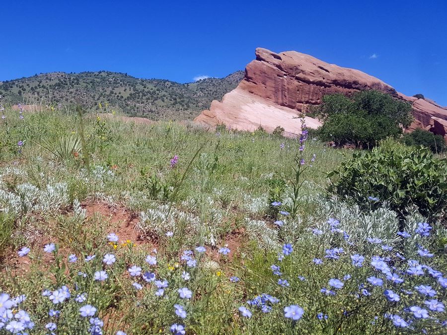 Wild flowers along the Red Rocks Park Hike near Denver, Colorado