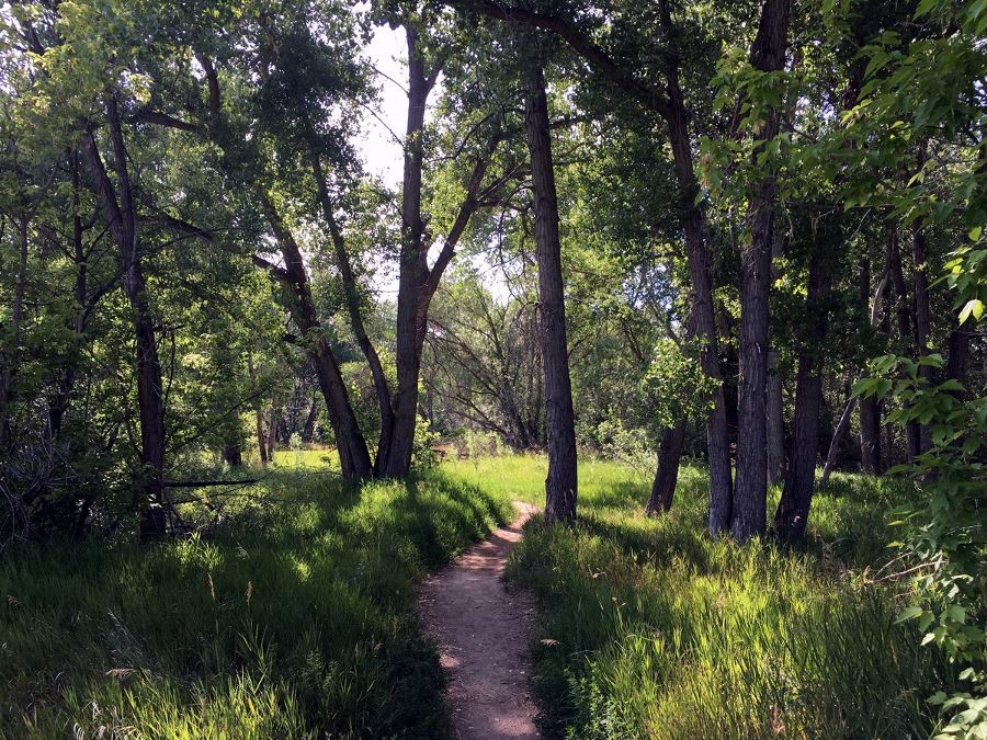 Trees along the river on the Bear Creek State Park Hike near Denver, Colorado