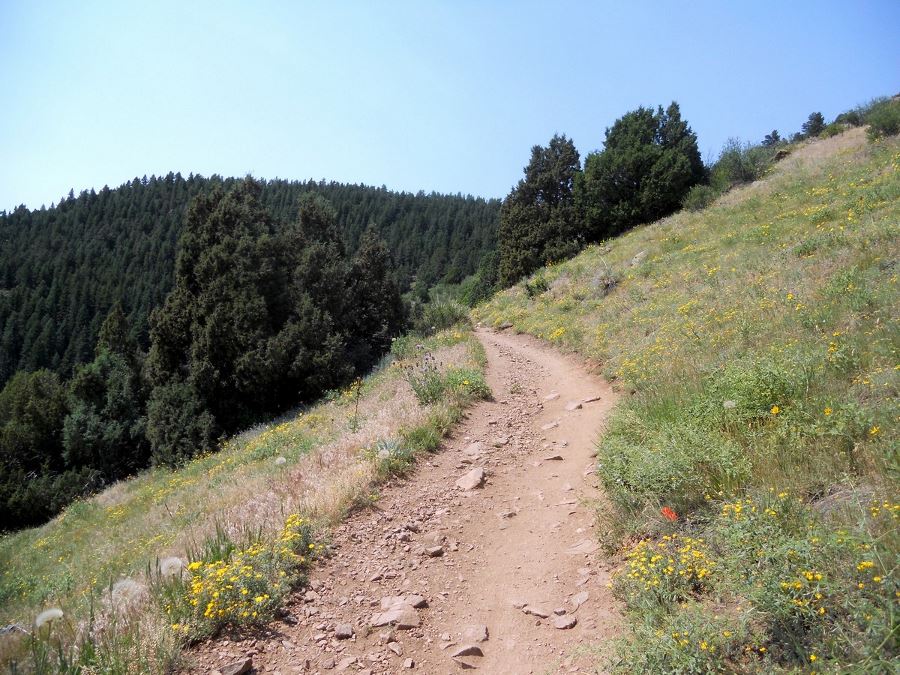 Wild flowers along the Mount Falcon Park Hike near Denver, Colorado