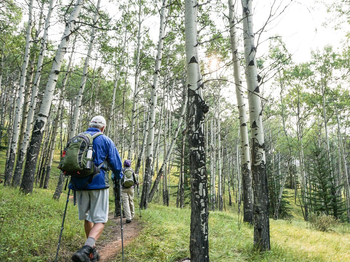 Birch forest on the Edith and Cory Pass Circuit Hike in Banff, Alberta