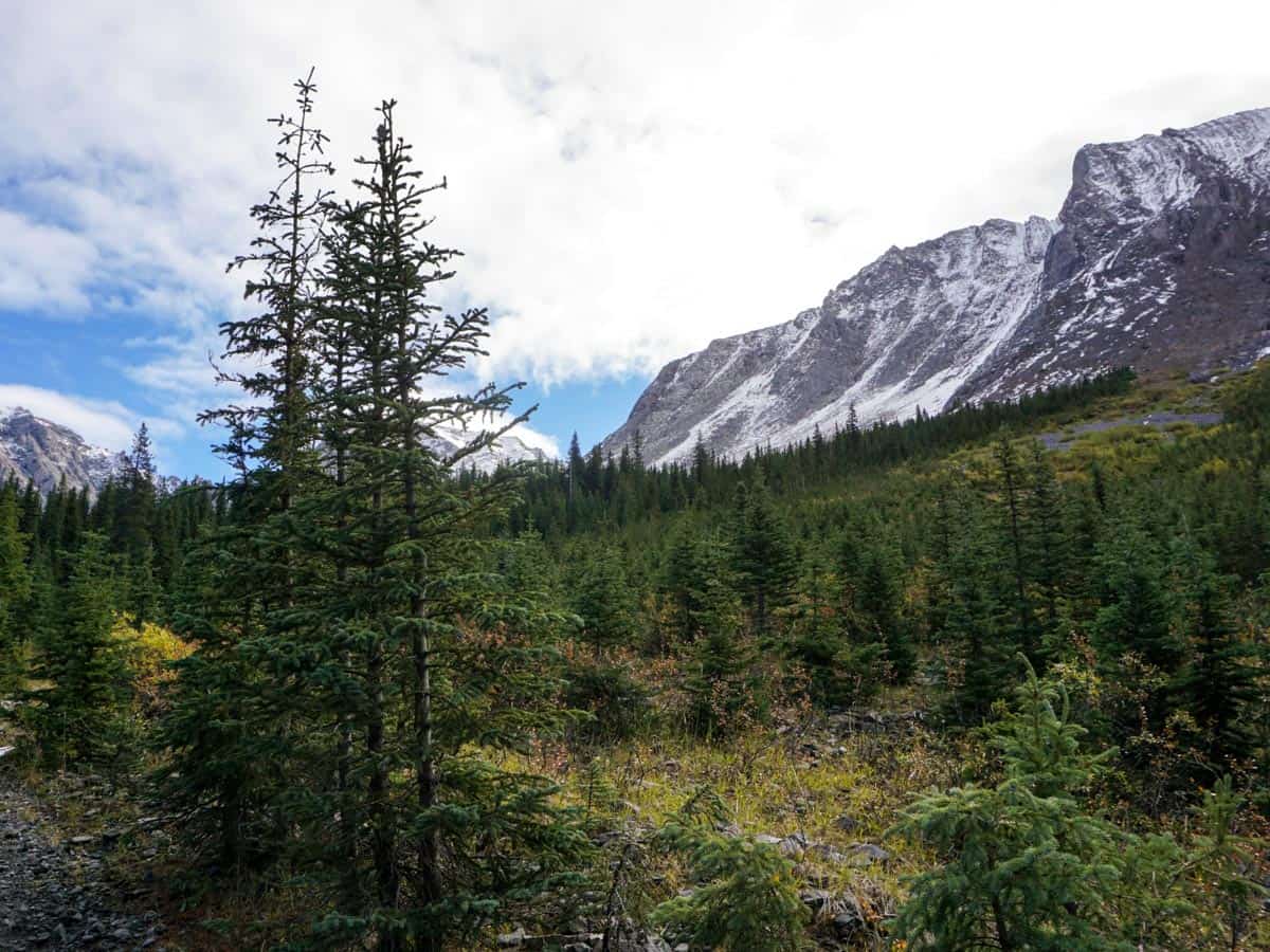 The trail of the Elbow Lake Hike in Kananaskis, near Canmore