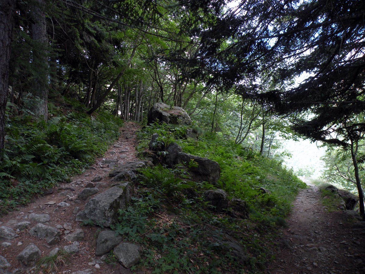 The path in the larch forest on the Lagarot di Lourousa Hike in Alpi Marittime National Park, Italy