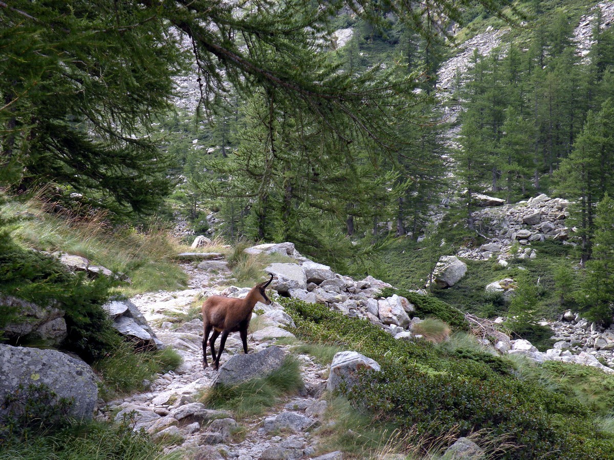 Chamois on a trail in Alpi Marittime National Park, Italy