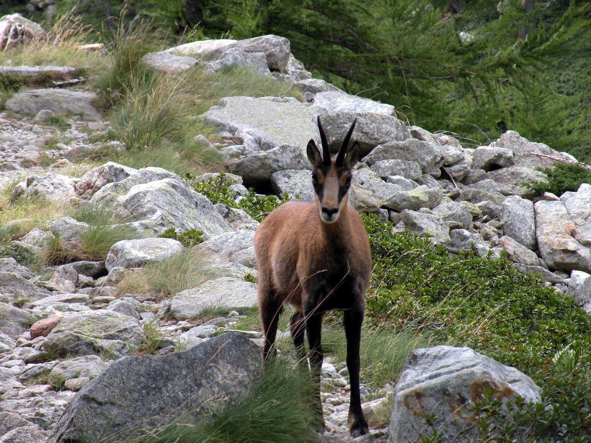 Meeting chamois on the Lagarot di Lourousa Hike in Alpi Marittime National Park, Italy