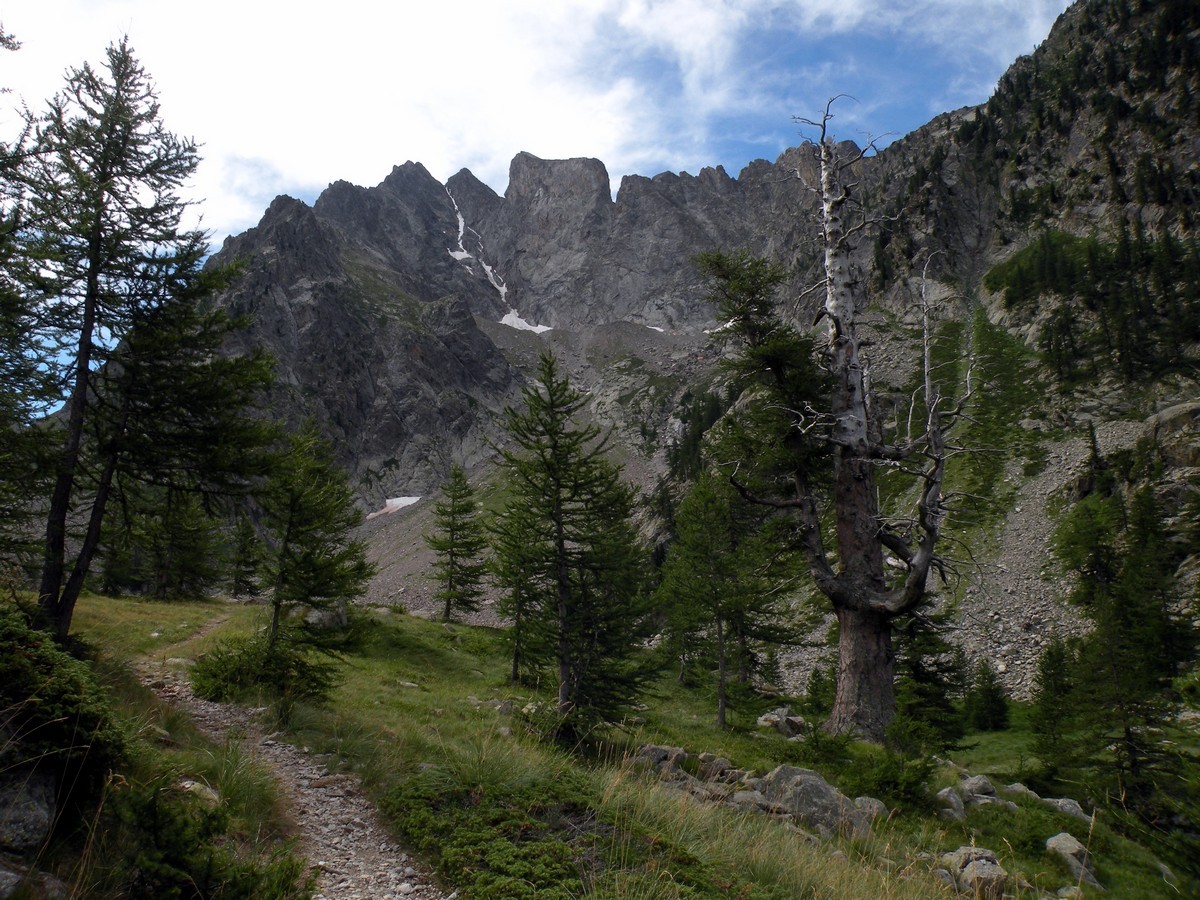 Old larches on the Lagarot di Lourousa Hike in Alpi Marittime National Park, Italy