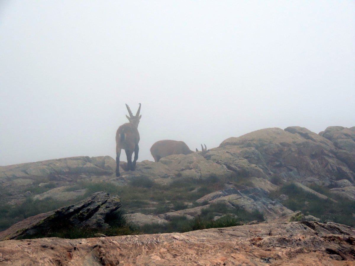 Ibex in the fog on the Rifugio Remondino Hike in Alpi Marittime National Park, Italy