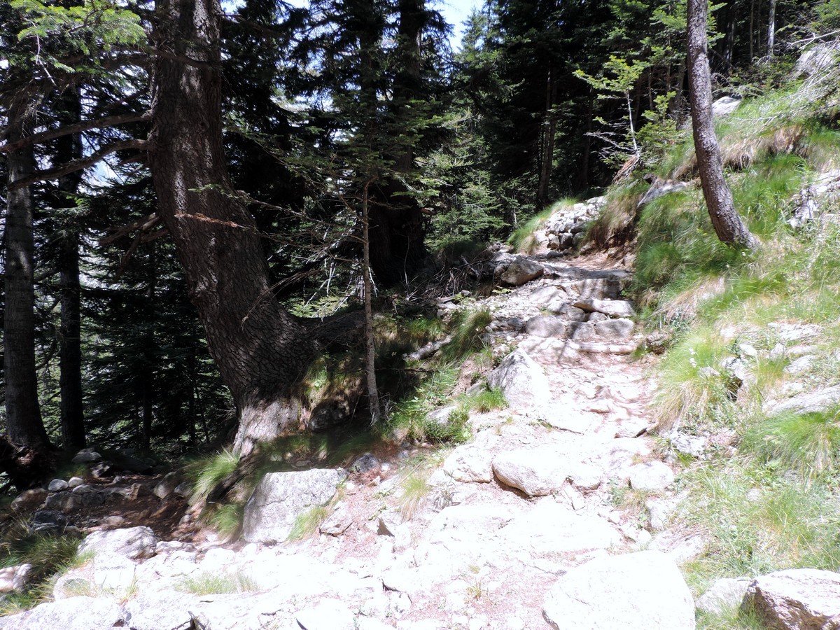 The path in the forest on the Vallone Argentera Hike in Alpi Marittime National Park, Italy