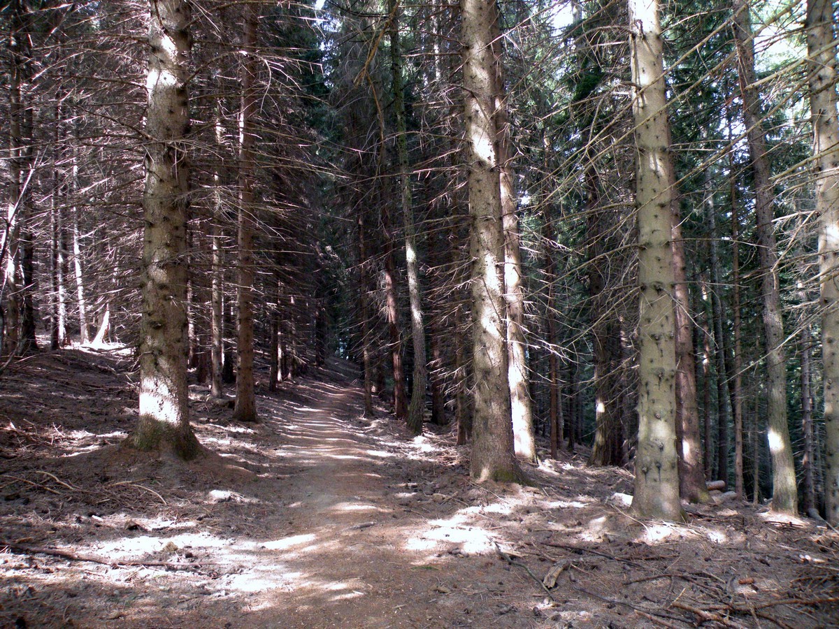 The path in the fir forest on the Gorge Della Reina Hike in Alpi Marittime National Park, Italy
